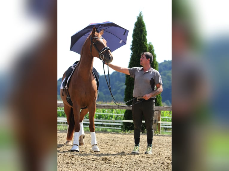 Oldenbourg Hongre 4 Ans 162 cm Alezan in St Marein bei Graz