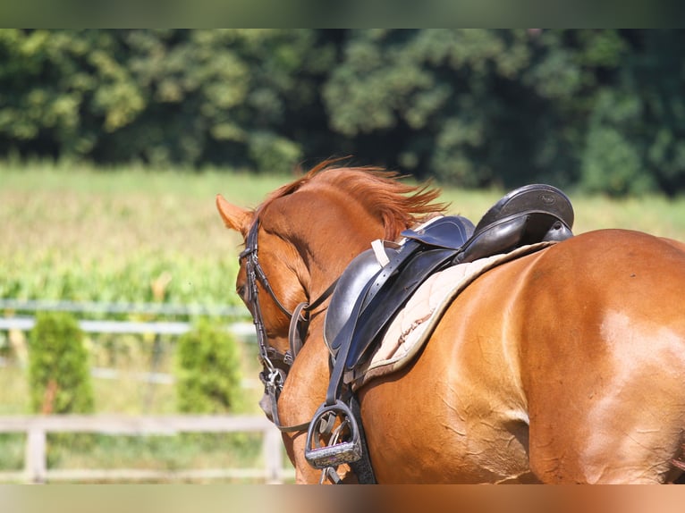 Oldenbourg Hongre 4 Ans 162 cm Alezan in St Marein bei Graz