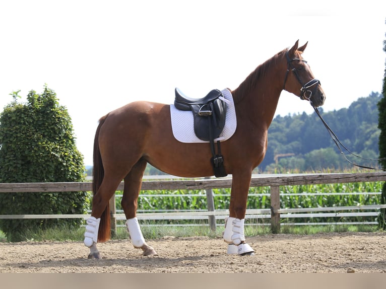 Oldenbourg Hongre 4 Ans 162 cm Alezan in St Marein bei Graz