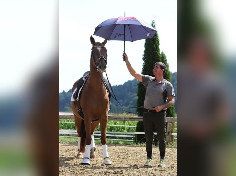 Oldenbourg Hongre 4 Ans 162 cm Alezan in St Marein bei Graz