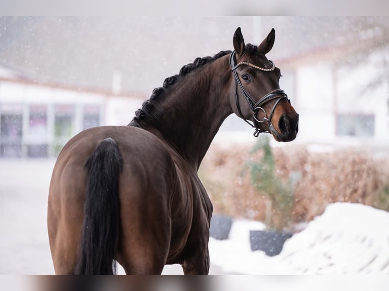 Oldenbourg Hongre 4 Ans 162 cm Bai brun in Wehringen