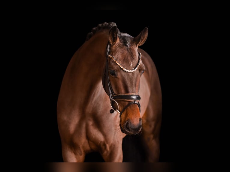 Oldenbourg Hongre 4 Ans 162 cm Bai brun in Wehringen