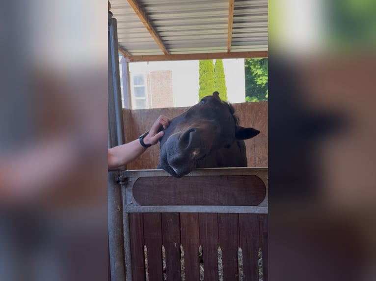 Oldenbourg Hongre 4 Ans 162 cm Bai brun in M&#xFC;lheim an der Ruhr