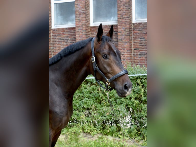 Oldenbourg Hongre 4 Ans 162 cm Bai brun in M&#xFC;lheim an der Ruhr