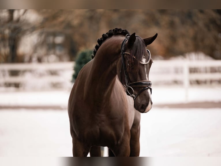 Oldenbourg Hongre 4 Ans 162 cm Bai brun foncé in Wehringen