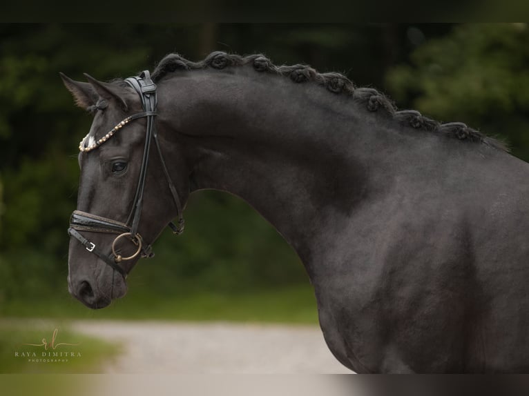 Oldenbourg Hongre 4 Ans 162 cm Bai brun foncé in Wehringen