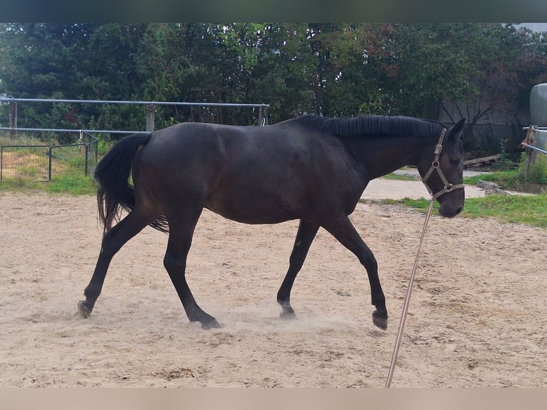 Oldenbourg Hongre 4 Ans 162 cm Bai brun foncé in Vlotho