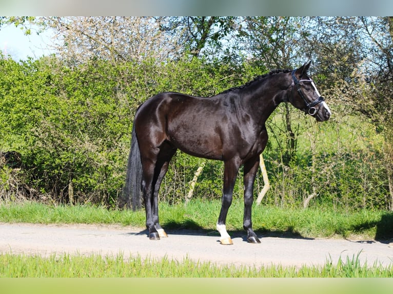 Oldenbourg Hongre 4 Ans 162 cm Noir in Weiterstadt
