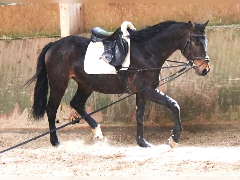 Oldenbourg Hongre 4 Ans 163 cm Bai brun in Haltern am See