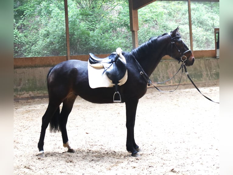 Oldenbourg Hongre 4 Ans 163 cm Bai brun in Haltern am See