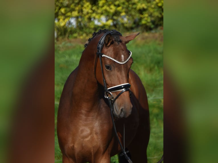 Oldenbourg Hongre 4 Ans 163 cm Bai in F&#xFC;rstenau