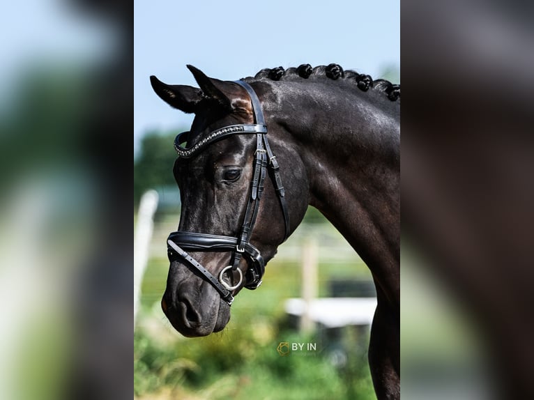 Oldenbourg Hongre 4 Ans 163 cm Noir in Renesse
