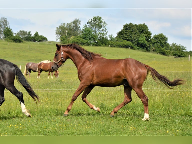 Oldenbourg Hongre 4 Ans 164 cm Alezan in Milín