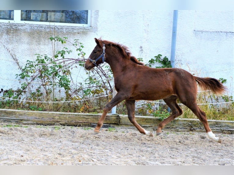 Oldenbourg Hongre 4 Ans 164 cm Alezan in Milín