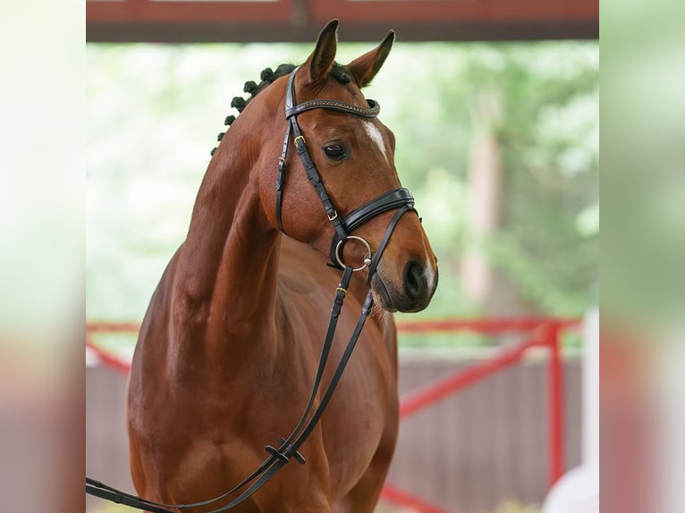 Oldenbourg Hongre 4 Ans 164 cm Bai in Münster-Handorf