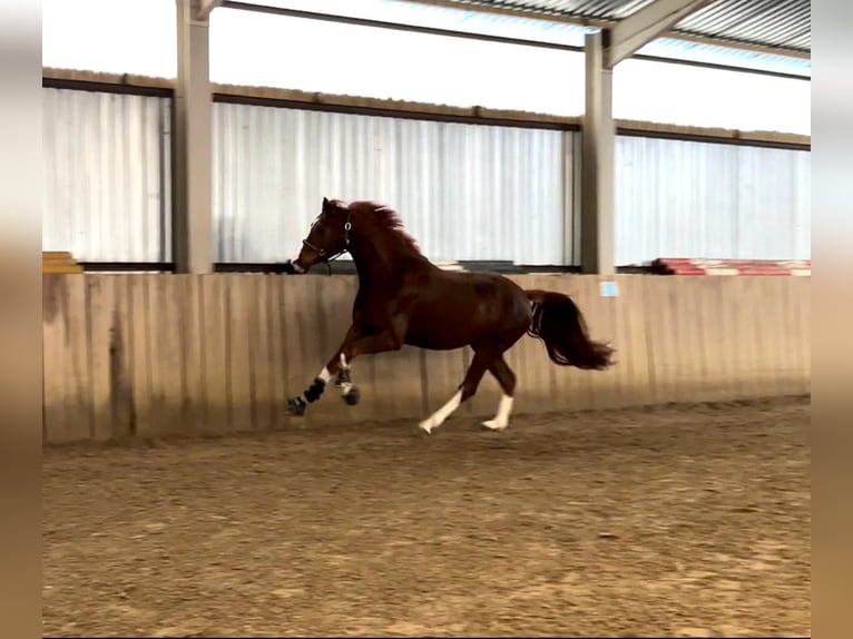 Oldenbourg Hongre 4 Ans 165 cm Alezan brûlé in Tass