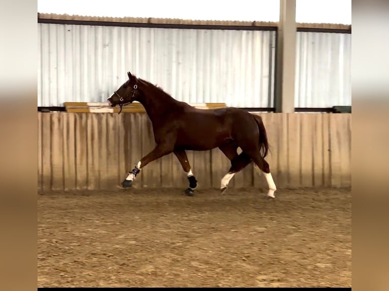 Oldenbourg Hongre 4 Ans 165 cm Alezan brûlé in Tass