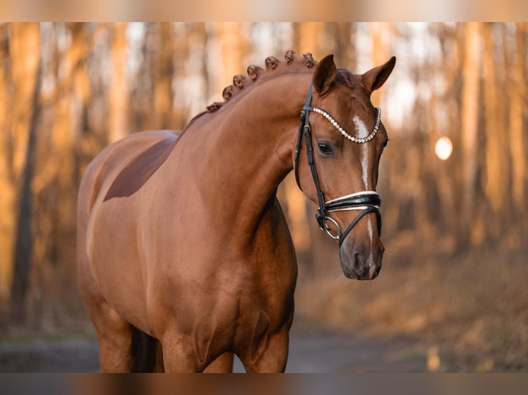 Oldenbourg Hongre 4 Ans 165 cm Alezan in Wehringen