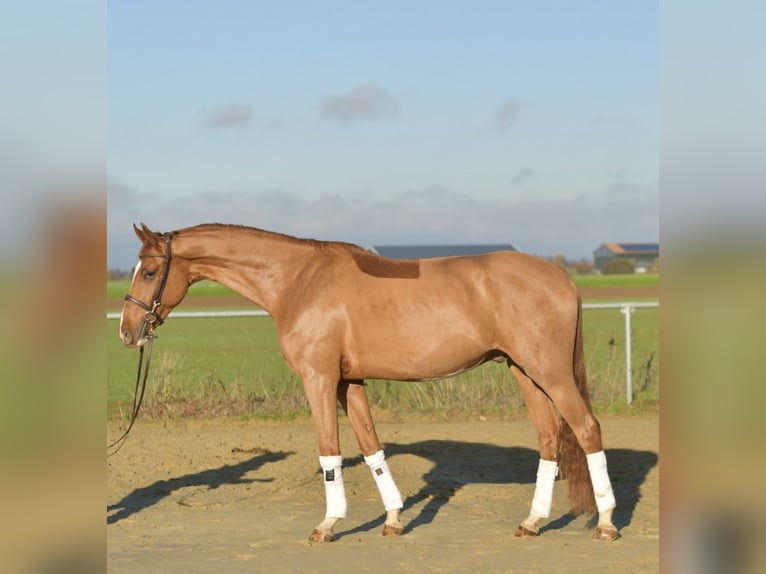 Oldenbourg Hongre 4 Ans 165 cm Alezan in Geilenkirchen