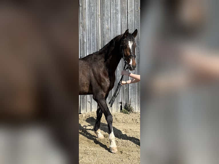 Oldenbourg Hongre 4 Ans 165 cm Bai brun in Hohenbrunn