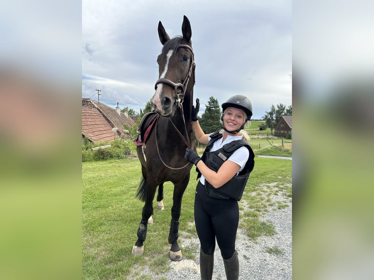 Oldenbourg Croisé Hongre 4 Ans 165 cm Bai brun in Drosendorf