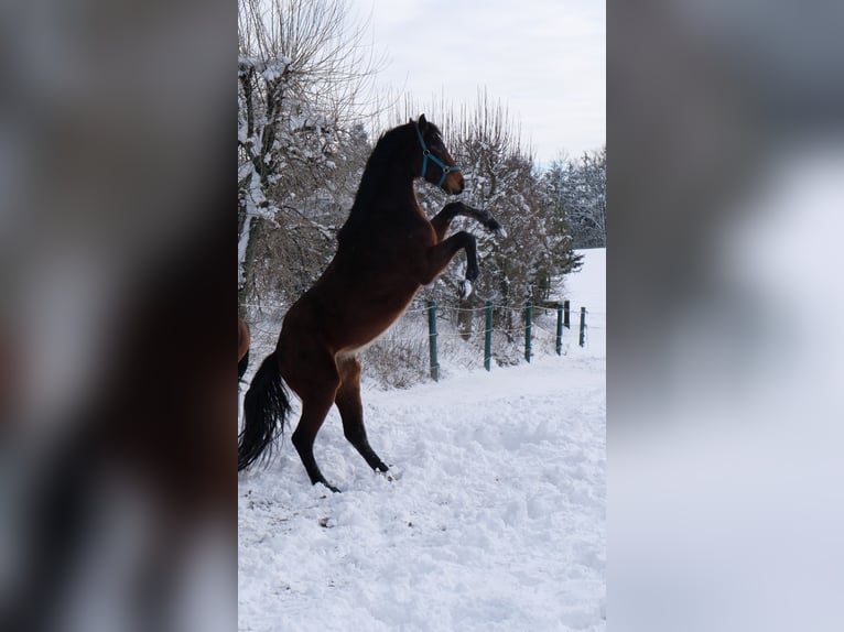 Oldenbourg Hongre 4 Ans 165 cm Bai in Behlendorf