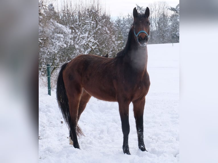 Oldenbourg Hongre 4 Ans 165 cm Bai in Behlendorf