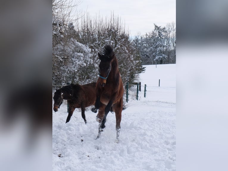 Oldenbourg Hongre 4 Ans 165 cm Bai in Behlendorf