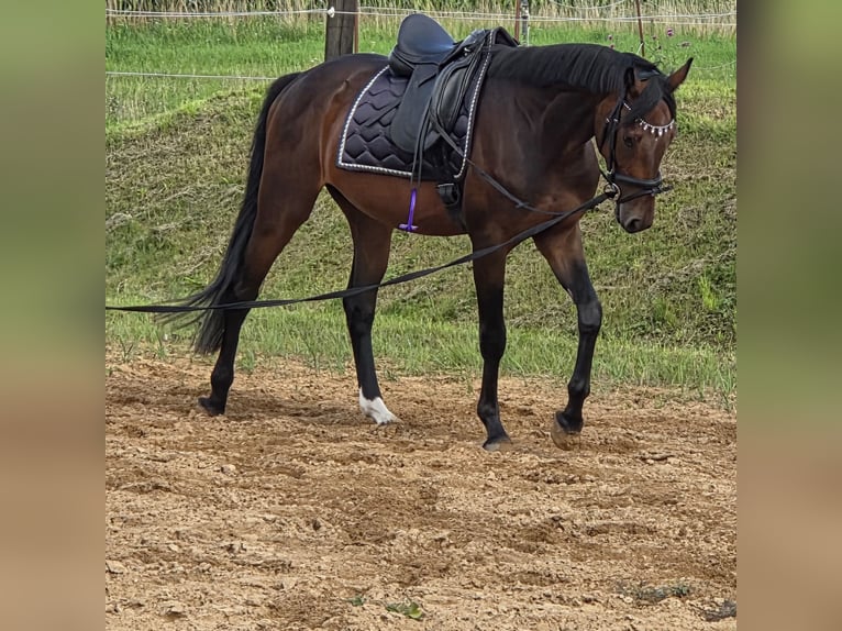 Oldenbourg Hongre 4 Ans 165 cm Bai in Behlendorf