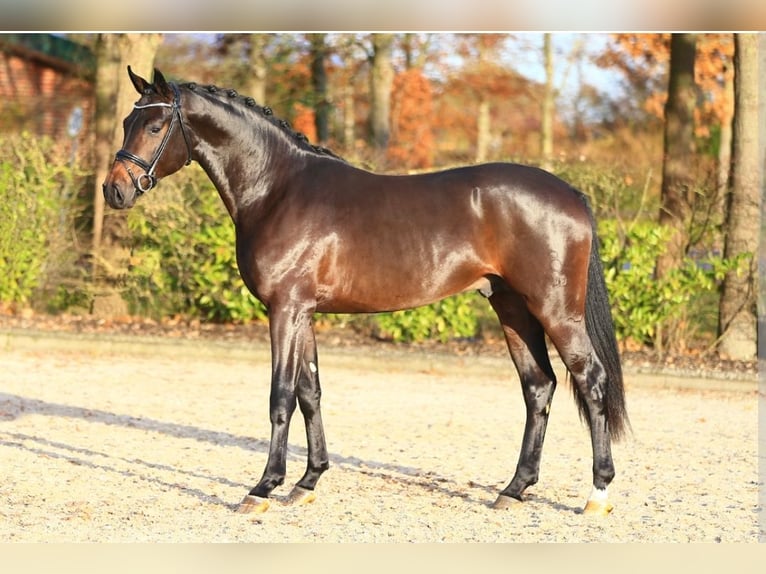 Oldenbourg Hongre 4 Ans 165 cm Bai in Behlendorf