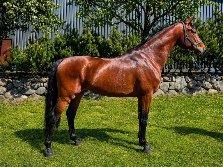 Oldenbourg Hongre 4 Ans 165 cm Bai in Wacken