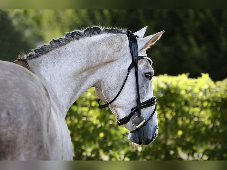Oldenbourg Hongre 4 Ans 165 cm Gris pommelé in Nauen
