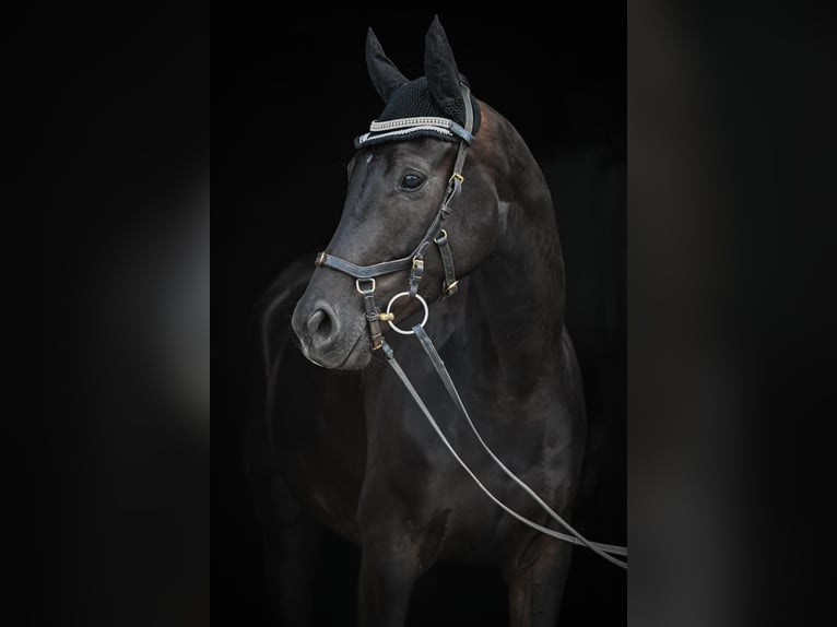 Oldenbourg Hongre 4 Ans 165 cm Noir in Affoltern am Albis