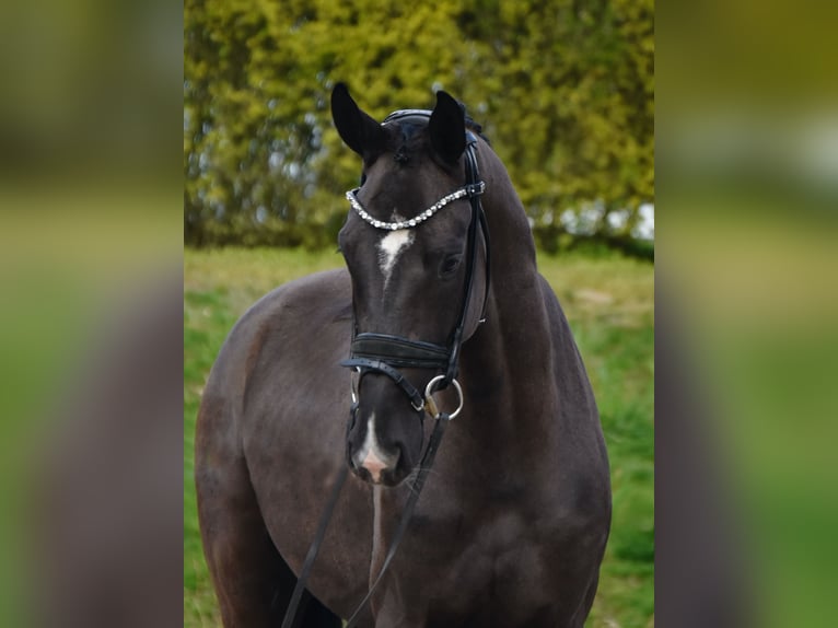 Oldenbourg Hongre 4 Ans 165 cm Noir in Fürstenau