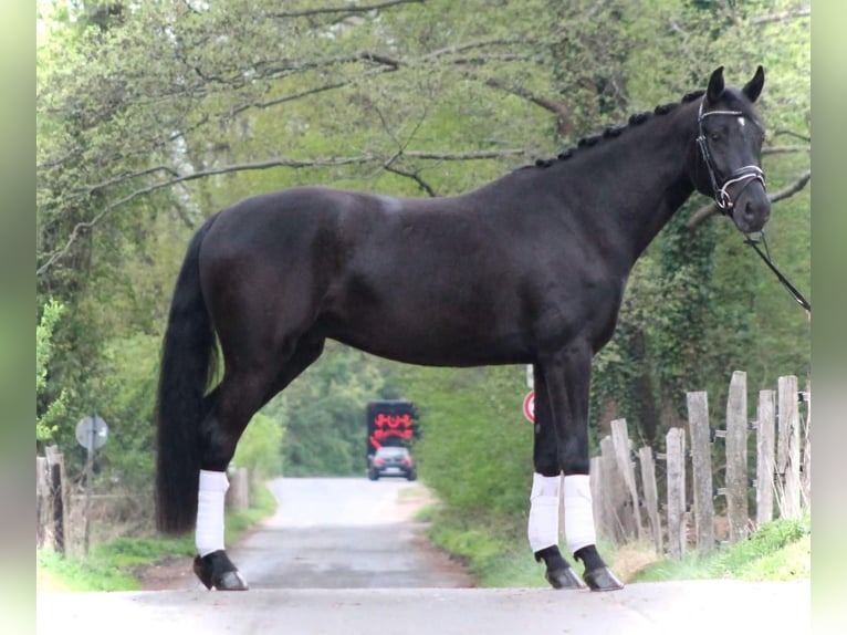 Oldenbourg Hongre 4 Ans 165 cm Noir in Gro&#xDF;-Zimmern
