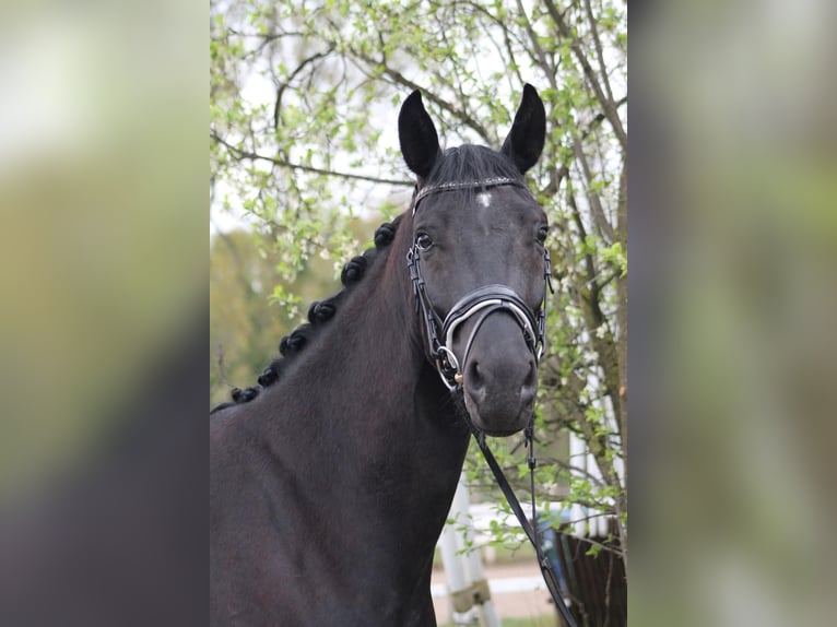 Oldenbourg Hongre 4 Ans 165 cm Noir in Gro&#xDF;-Zimmern
