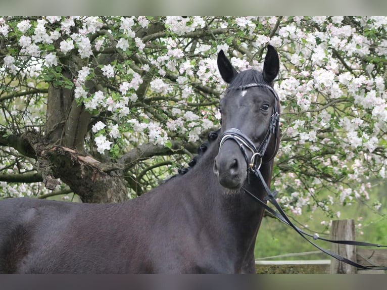 Oldenbourg Hongre 4 Ans 165 cm Noir in Gro&#xDF;-Zimmern