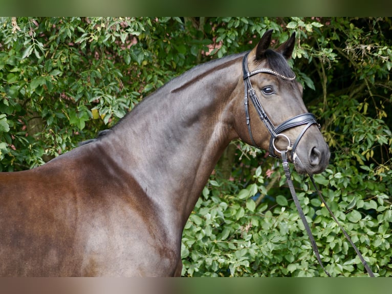 Oldenbourg Hongre 4 Ans 165 cm Noir in Wardenburg