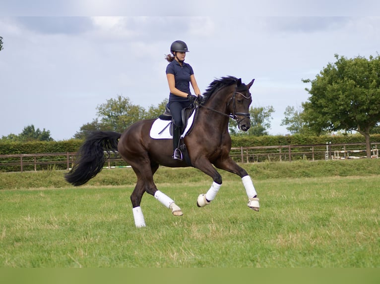 Oldenbourg Hongre 4 Ans 165 cm Noir in Wardenburg