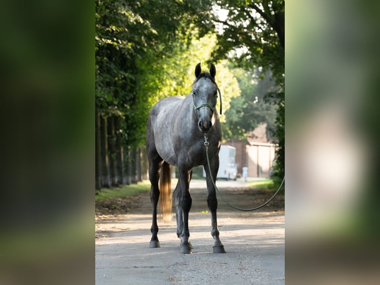 Oldenbourg Hongre 4 Ans 165 cm Rouan bleu in Bad Nenndorf
