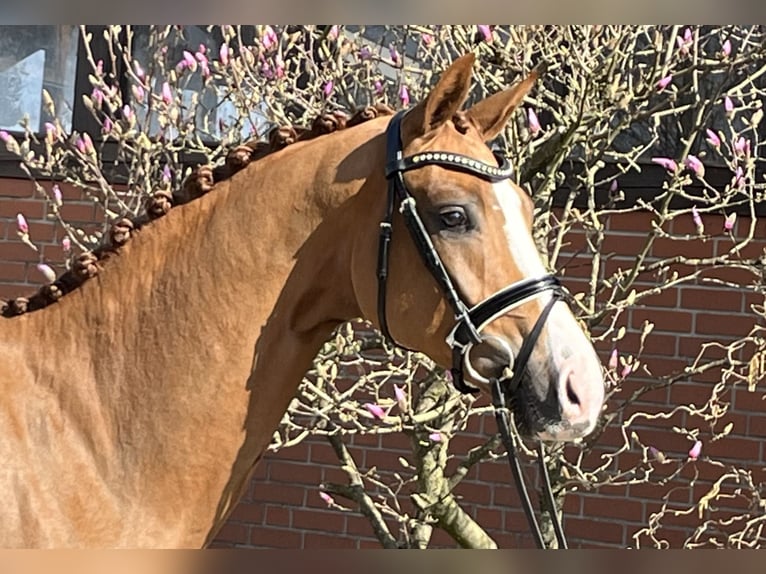 Oldenbourg Hongre 4 Ans 166 cm Alezan in Barver