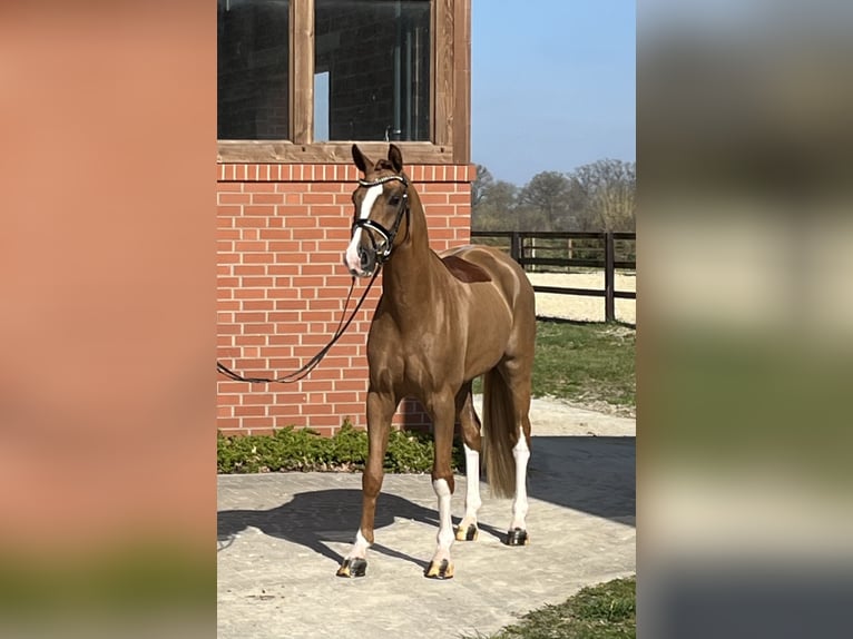 Oldenbourg Hongre 4 Ans 166 cm Alezan in Barver