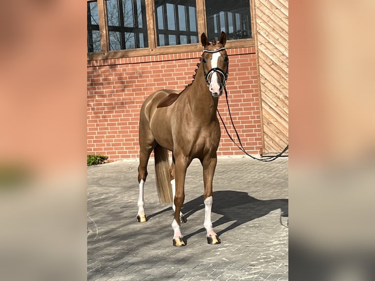Oldenbourg Hongre 4 Ans 166 cm Alezan in Barver