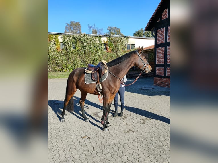 Oldenbourg Hongre 4 Ans 166 cm Bai brun in Hilgermissen