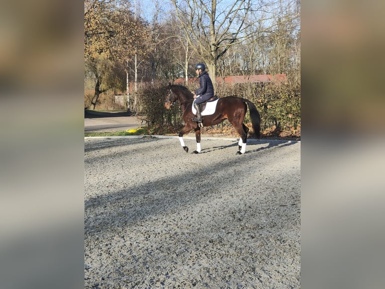 Oldenbourg Hongre 4 Ans 166 cm Bai brun in Hilgermissen