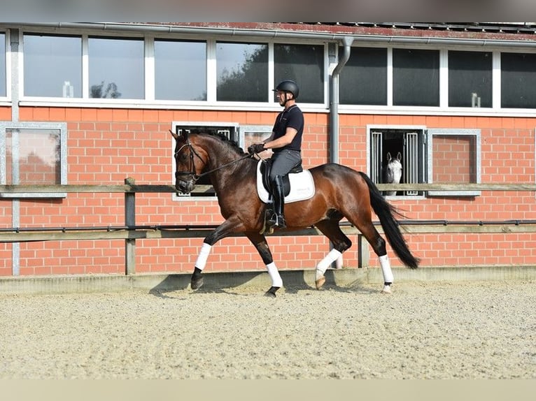 Oldenbourg Hongre 4 Ans 166 cm Bai brun in Lohne (Oldenburg)