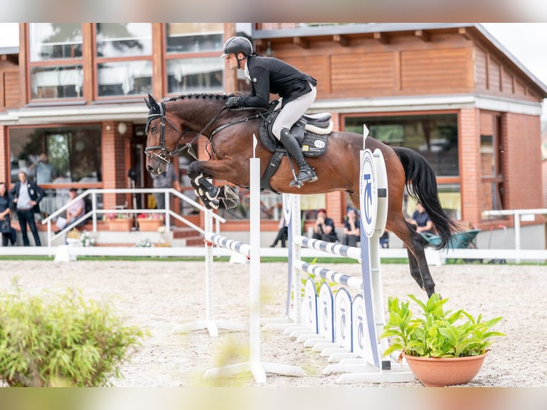 Oldenbourg Hongre 4 Ans 166 cm Bai brun in Zduchovice