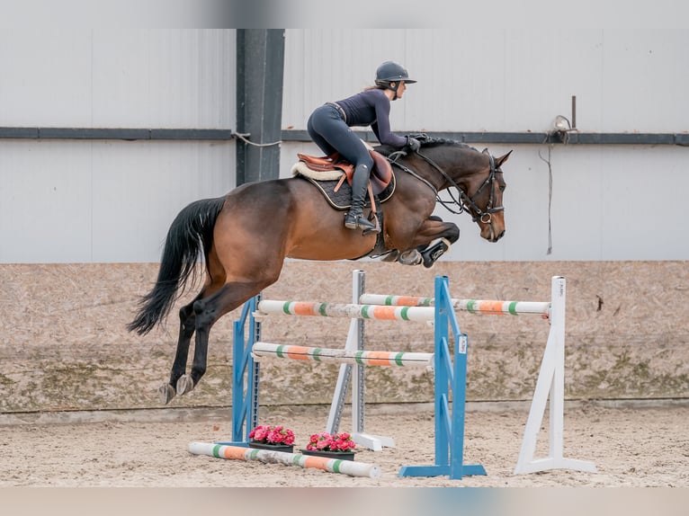 Oldenbourg Hongre 4 Ans 166 cm Bai brun in Zduchovice