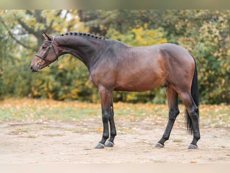 Oldenbourg Hongre 4 Ans 166 cm Bai brun in Zduchovice