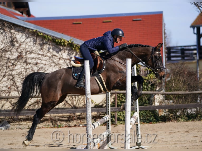 Oldenbourg Hongre 4 Ans 166 cm Bai brun foncé in Region Prag